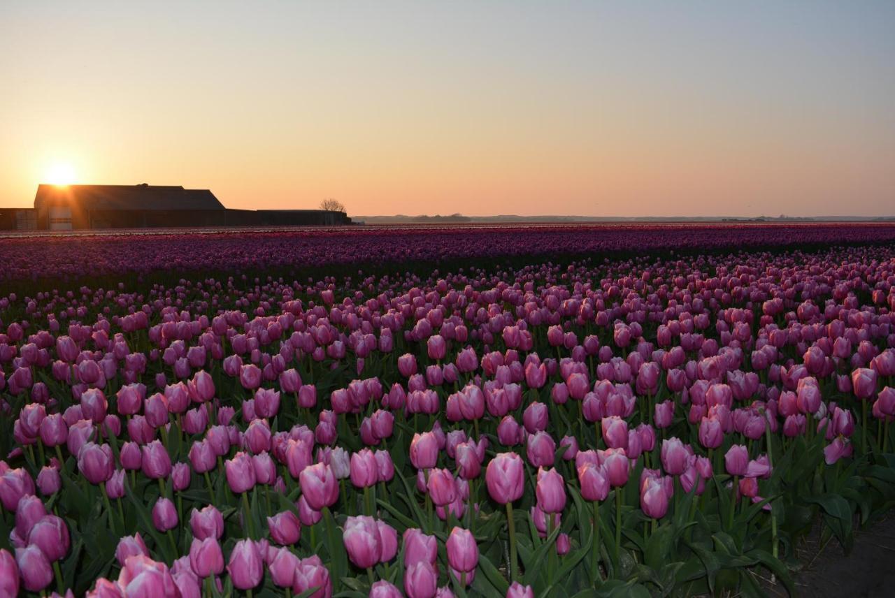 Camping De Tulpenweide Lege Kampeerplaats, Lege Plaats Op Het Gras Zonder Bed Breezand Exterior photo